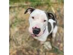 Adopt Naysi a American Staffordshire Terrier
