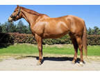 thoroughbred sport horse for sale