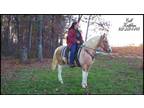 Not A Auction* - Gorgeous Palomino Tobiano Tennessee Walker Trail Gelding