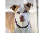 Adopt KULIA a White - with Brown or Chocolate American Pit Bull Terrier / Mixed