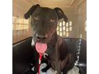 Adopt Lyle A Black Labrador Retriever / Mixed Dog In St. Thomas, VI (36541637)