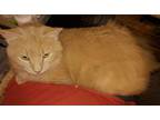 Adopt Cheddar a Orange or Red Tabby Cymric (long coat) cat in Dallas
