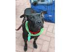 Adopt Emmaline a Black Boxer / American Pit Bull Terrier / Mixed dog in Fort