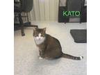 Adopt Kato a Orange or Red Domestic Shorthair / Domestic Shorthair / Mixed cat