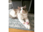Adopt Carson a Brown or Chocolate Ragdoll / Domestic Shorthair / Mixed cat in