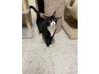 Adopt DAFFY a Domestic Shorthair / Mixed (short coat) cat in Sandusky