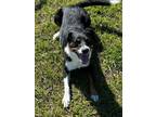 Adopt Jet a Beagle / Rat Terrier / Mixed dog in Ocala, FL (36539044)