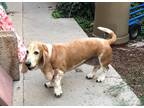 Adopt Annie a Basset Hound / Mixed dog in Salt Lake City, UT (36538735)