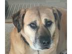 Adopt Tami a Mastiff / Mixed dog in San Ramon, CA (36538327)