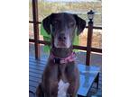 Adopt Coco a Brown/Chocolate Great Dane / Mixed dog in Vail, AZ (36538089)
