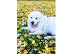 Adopt Remy a White Great Pyrenees / Mixed dog in Louisburg, KS (36537137)