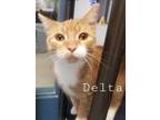 Adopt Delta a Orange or Red Domestic Shorthair / Domestic Shorthair / Mixed cat