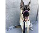 Adopt Cali a Tan/Yellow/Fawn Belgian Malinois / Mixed dog in Ione, CA (36534181)
