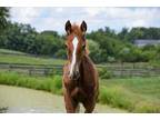 Adopt Hank (Mirabel's colt) a Chestnut/Sorrel Grade / Mixed horse in Louisville