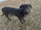 Adopt BUB a Black - with White American Pit Bull Terrier / Mixed dog in Tulsa