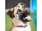 Adopt LUNA a Brown/Chocolate German Shepherd Dog / Mixed dog in Camarillo