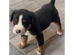Greater Swiss Mountain Dog Puppy for sale in Fort Dodge, IA, USA