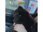 Chow Chow Puppy for sale in Oklahoma City, OK, USA
