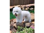 Bichon Frise Puppy for sale in Royse City, TX, USA