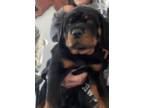 Rottweiler Puppy for sale in Wister, OK, USA