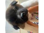Akita Puppy for sale in Concord, CA, USA