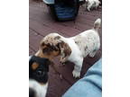 Jack Russell Terrier Puppy for sale in West Alexander, PA, USA