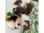 Saint Bernard Puppy for sale in Pilot Grove, MO, USA