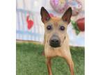 Adopt Momo a Tan/Yellow/Fawn Shar Pei / Terrier (Unknown Type