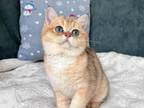 British Shorthair Golden Kitten For Sale