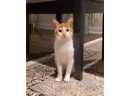 Adopt Touani a Orange or Red Egyptian Mau (short coat) cat in London