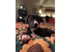Adopt Buffy a Black - with White American Pit Bull Terrier dog in Colorado