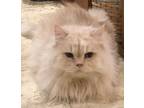 Adopt Rah a Cream or Ivory Persian (long coat) cat in London, ON (36553539)