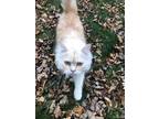 Adopt Mel a Cream or Ivory Persian (long coat) cat in London, ON (36553495)
