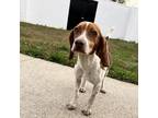 Adopt Mister a Black Beagle / Beagle / Mixed dog in Martinsville, VA (36553054)