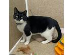 Adopt Harlee a All Black Domestic Shorthair / Mixed (short coat) cat in