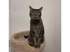 Adopt Drew a Brown or Chocolate Domestic Shorthair / Mixed cat in Albert Lea