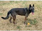 Adopt Jules a Black - with Gray or Silver Belgian Malinois / German Shepherd Dog