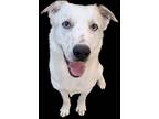 Adopt Raymond a White Collie / Mixed dog in Bartlesville, OK (36551851)