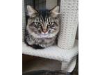 Adopt Charlie a Brown Tabby Domestic Longhair / Mixed (long coat) cat in