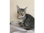 Adopt Tiger a Brown Tabby Domestic Shorthair / Mixed (short coat) cat in