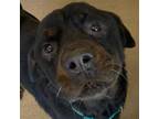 Adopt Goblin a Black Rottweiler / Mixed dog in Chatham, VA (36551032)
