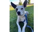 Adopt Kai a White - with Black Border Collie / Pointer dog in Denver