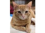 Adopt Copperfield a Domestic Shorthair / Mixed cat in Camden, SC (36549718)