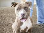 Adopt HERCULES a Gray/Silver/Salt & Pepper - with White American Pit Bull