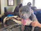 Adopt *NASH a Gray/Silver/Salt & Pepper - with White Bull Terrier / Mixed dog in