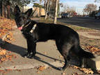 Adopt SPIRIT a Black - with White German Shepherd Dog / Mixed dog in Alameda