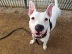 Adopt BOLT* a White Boxer / Mixed dog in Tucson, AZ (36544231)