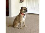 Adopt Leo a Tan/Yellow/Fawn - with Black Pug / Mixed dog in Grapevine
