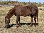 Adopt Hannah 'Handel Bars' a Chestnut/Sorrel Saddlebred / Mixed horse in
