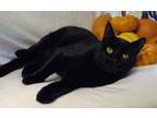 Adopt Max a All Black Domestic Shorthair / Mixed (short coat) cat in Danbury